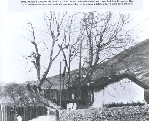 002 FOTO Arbolafgaina-1956-vizcaya aldizkaria-Luzuriaga