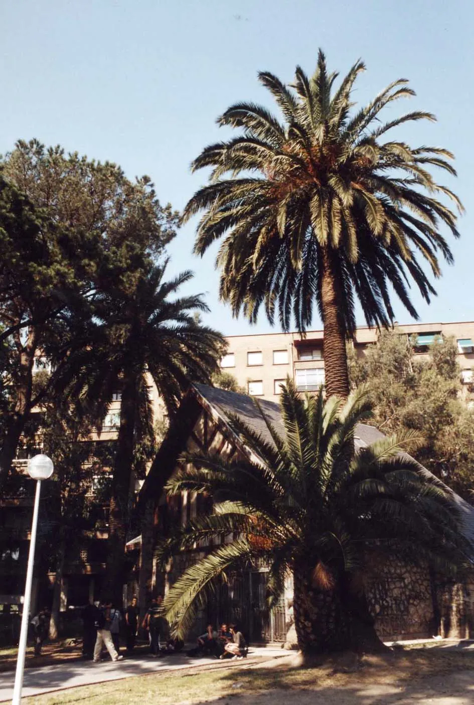 C5.1 Palmera
