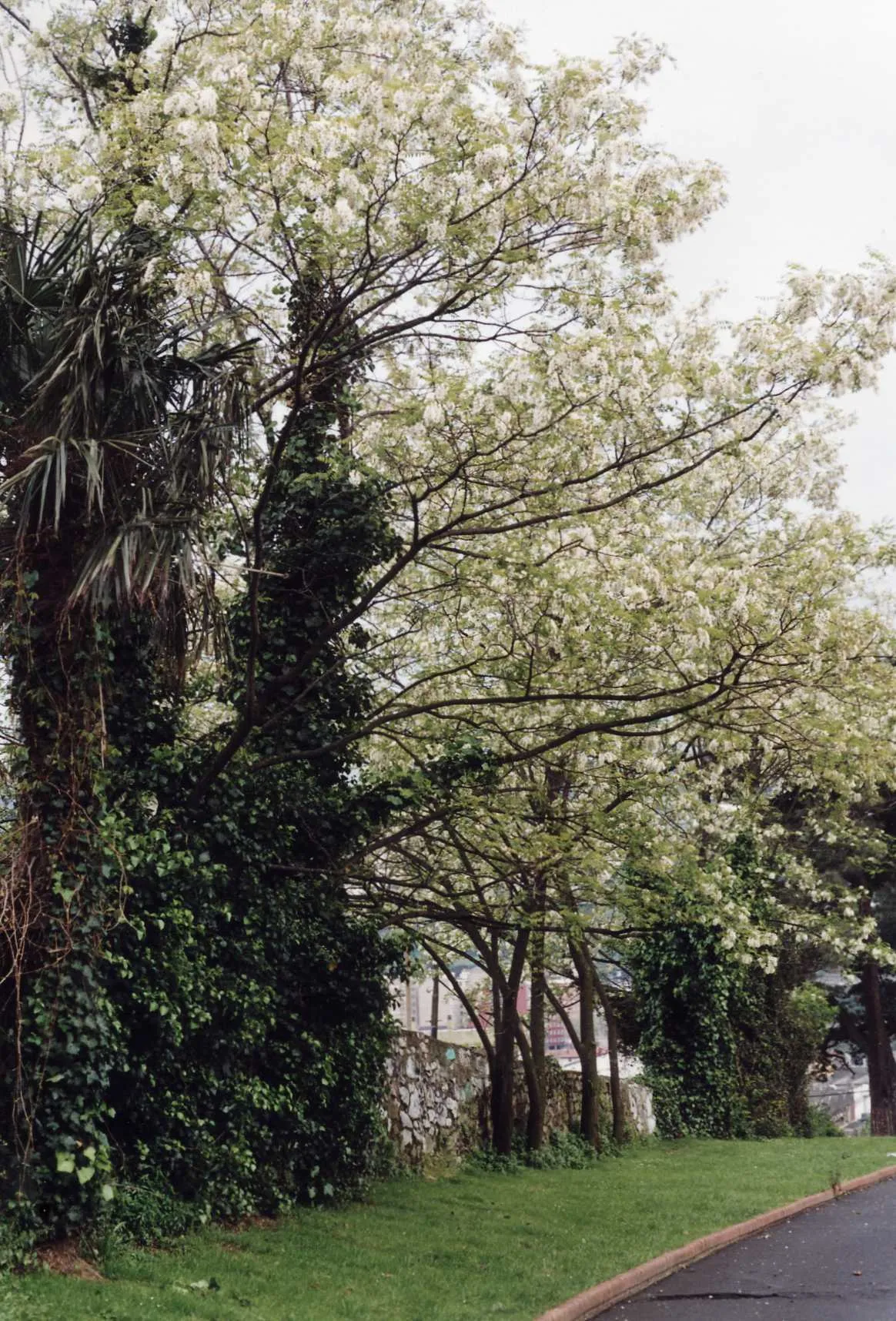 C5.12 Acacia
