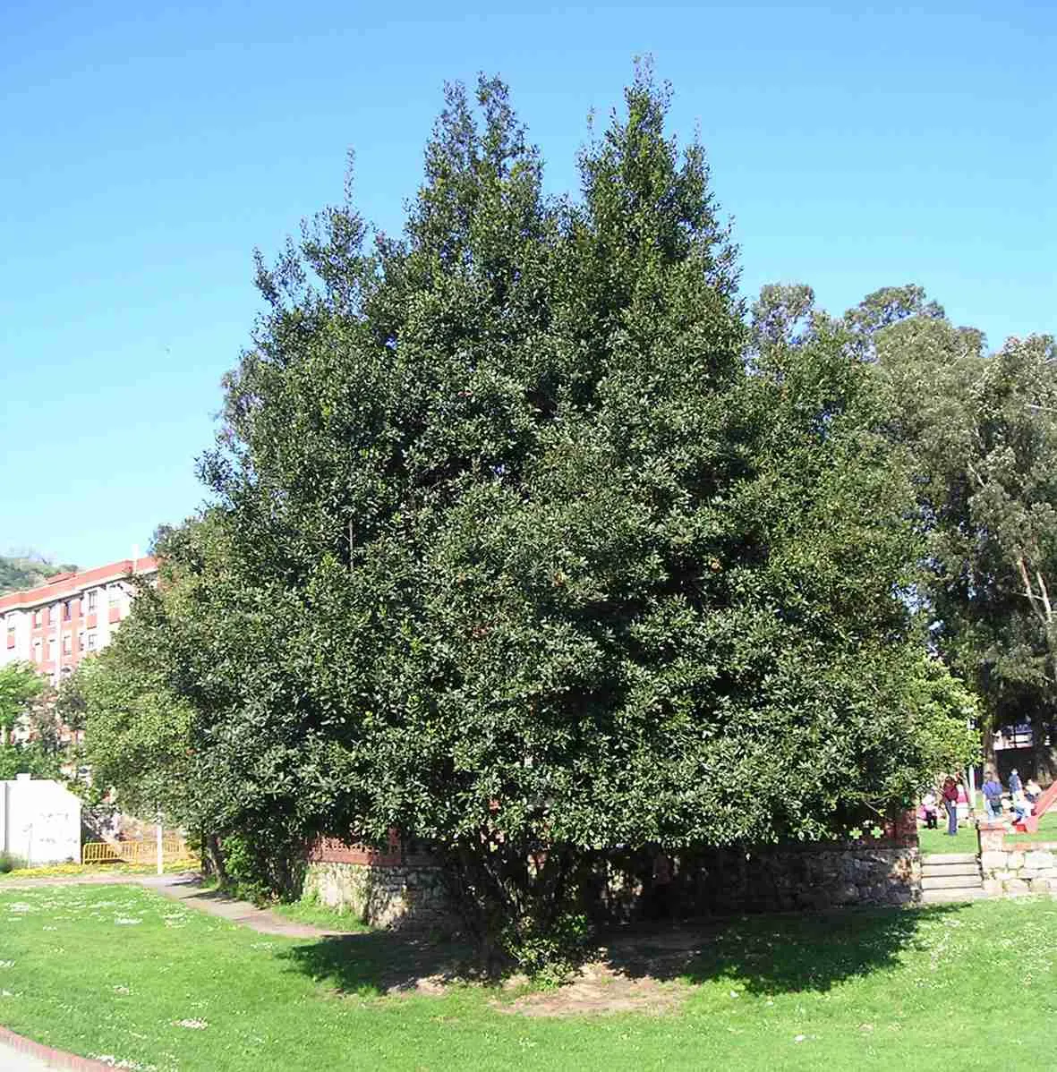 C5.22 laurel web