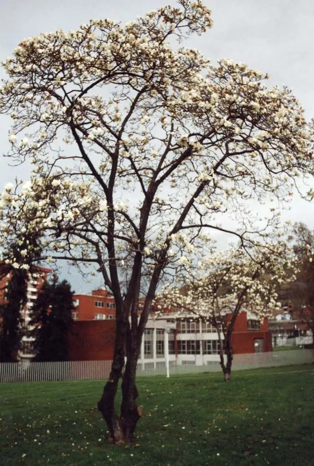 C5.26 magnolio