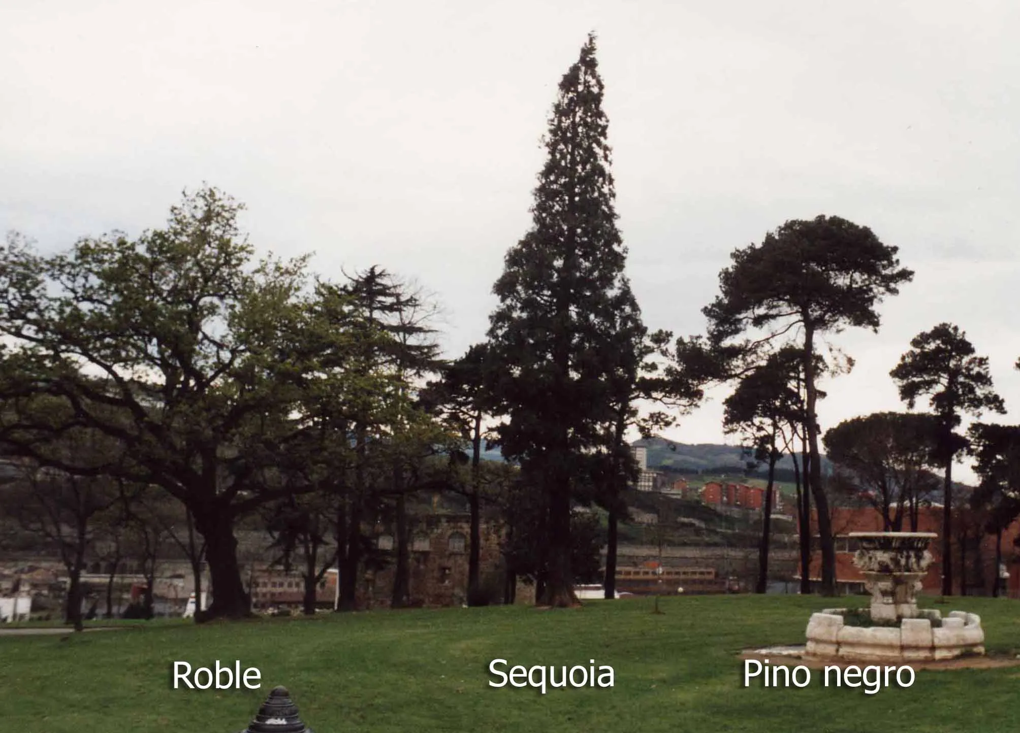 C5.31 Roble